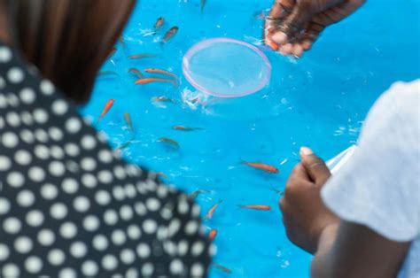 Fishbowl Game Rules: Exciting Tips & Tricks .